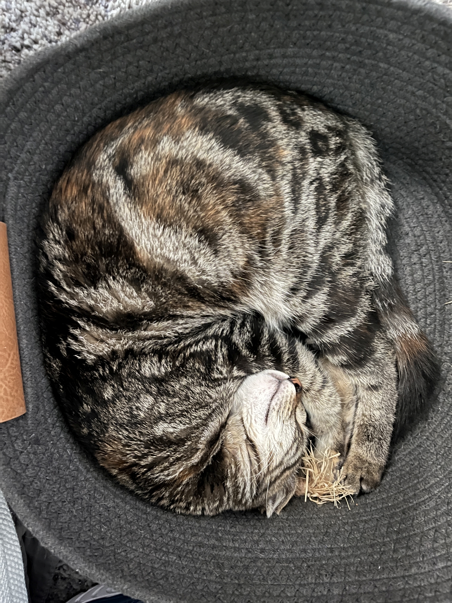 BasketCase
